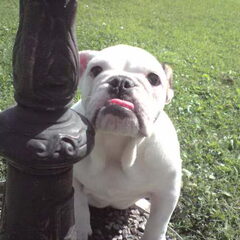 mijn engelse bulldog,toen ze pas bij me was :)