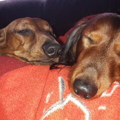 Samen slapen