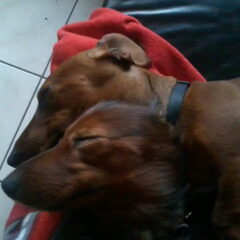 Samen slapen