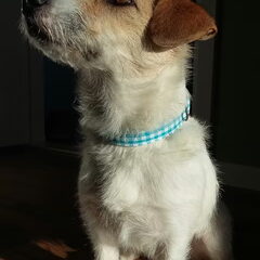 Zelf gemaakte halsband