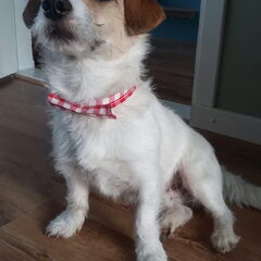 Zelf gemaakte halsband