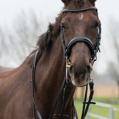 Alouette