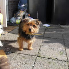 Tyro