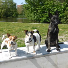 Daisy (4) Charly (5) Xander ( 5 mnd)