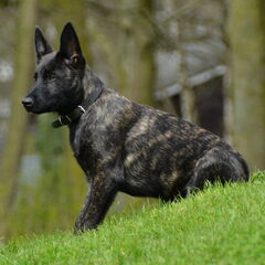 Xander, onze Hollandse Herder (4 mnd )