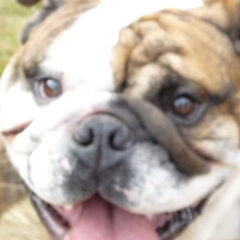 we zouden mn hond graag wilde dekken geintreseerd bel dan…