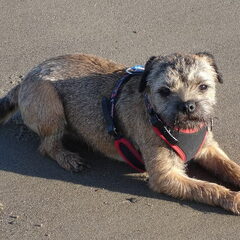 Spikey, 7 mnd oud aan het strand
