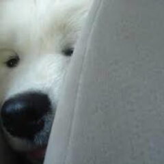 awhhh in de auto