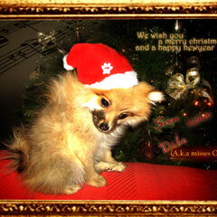 Merry Christmas