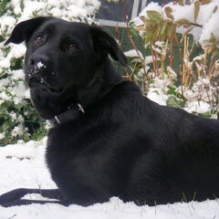 Ons 'nieuwe' schatje Laika. Een kruising van een Labrador…