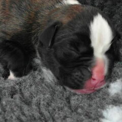 2weekjes oud