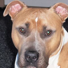 dit is onze kanjer....hij word in jan.2010 2jaar. deze hond…