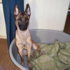 onze hond kyra. nu 1 jaar en bijna 3 maanden. we willen…