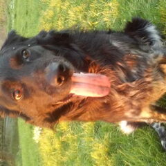 Dit is Cooper mijn kleine en super lieve maar met name…