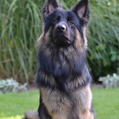 10 maanden oud, 69 cm schofthoogte en 39kg
