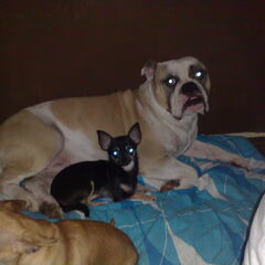 harrie met onze chihuahua lolita