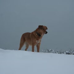 Eindelijk sneeuw