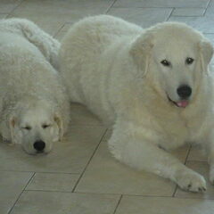 Merieno samen met Cora-Lee, is dit toch geen mooi Kuvasz…