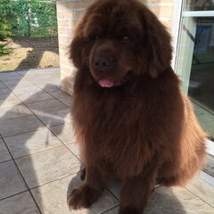 Onze Newfoundlander hope van 7 een echte knuffelbeer