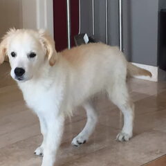 Nikey onze golden retriever van 4 maanden