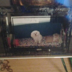 Myn lieve queenie was by 12j en ze was zo lief ik mis haar…