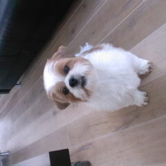 Dit is bowie. hier was hij net bij de trimsalon geweest.