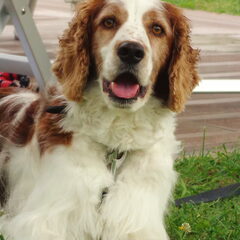 Lowie in Toscane
