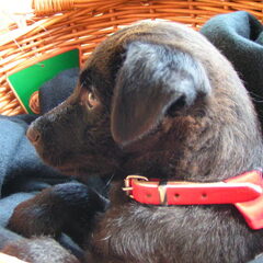 Puppy foto..