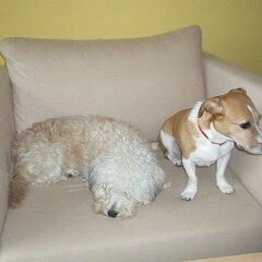 laila zit met lucky op de bank. in ons nieuwe huis.