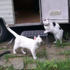 Keira en een poes die was aan komen lopen en het wel…