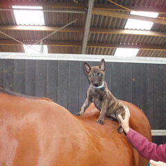 Keya op het paard, meteen maar even wennen..