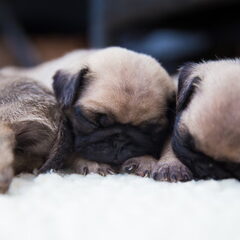 Mopshond pup, 4 weken en 1 dag oud