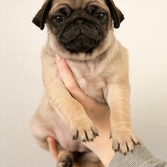 Mopshond pup, 7 weken en 1 dag oud