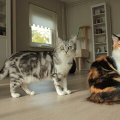 Lexie (grijs) & Mila (lapje)