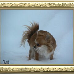 Dit is mijn hondje Chanel lief he