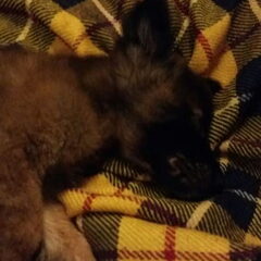 Babydog
