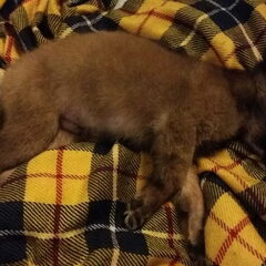 Babydog