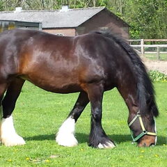Beer: onze shire merrie