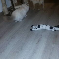 1e ontmoeting met onze poes!