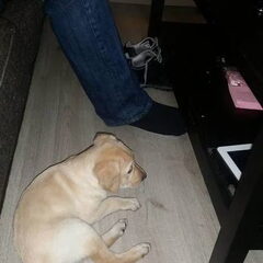 Lara onze labrador pup!