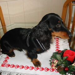 Rambo als kerst(kindje)hondje