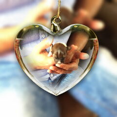 Hier is ze dan: onze Abby!! Over 7 weken mag ze bij ons…