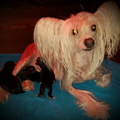 Op 12-12-2015 onze mooi Amaya een nest van 4 gezonde…