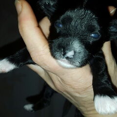 een Powder Puff teefje