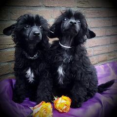 Fairbal en Formidable zoeken lieve mama