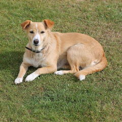 Lisa ligt hier in de tuin bij de caravan het is een echte…
