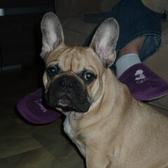 dit is lerster onze franse bulldog hij is 8 maanden oud hij…