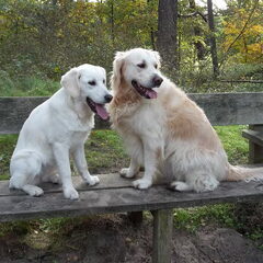 Heerlijke wandeling met Lizzy en Sophie