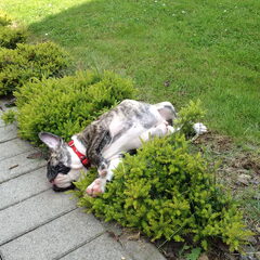 James na zijn eerste wandeling, uitgeput op 2 meter van de…