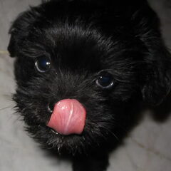 hallo. ik heet chaka, ik ben een kruising l'hasa apso. op…